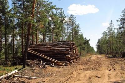В 2021 году в Рязанской области определят границы трех лесничеств