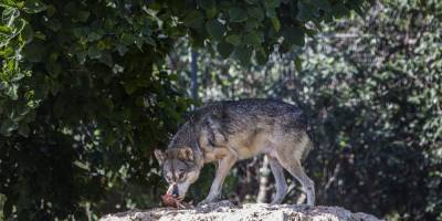 Драма в зоопарке домашняя собака упала в яму, полную голодных волков (видео)