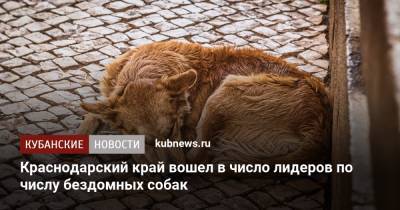 Краснодарский край вошел в число лидеров по числу бездомных собак