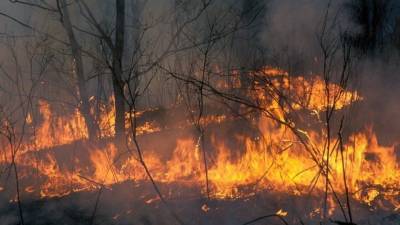 Природные пожары зафиксированы в ряде регионов России