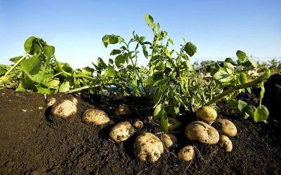 Что лучше всего сажать на следующий год после картофеля, и с какими огородными культурами он наиболее совместим