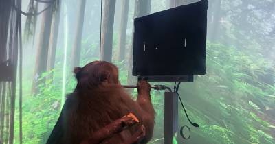 Стартап Илона Маска научил обезьяну «силой мысли» играть в видеоигры