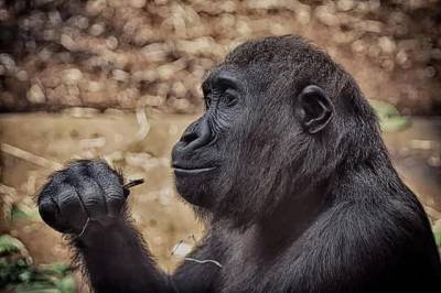 Ученые выяснили, почему гориллы бьют себя в грудь и мира