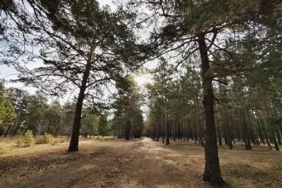 Запрет на посещение лесов снова введут в Забайкалье