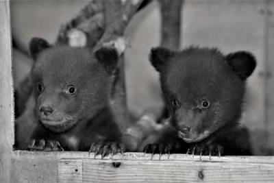 Двое выживших медвежат-сирот из Карелии идут на поправку