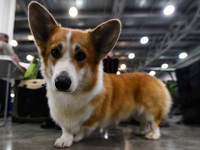 Госдума рассмотрит проект о правилах посещения магазинов и кафе с собаками