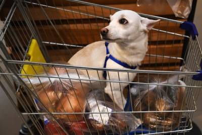 В ГД внесли законопроект об ужесточении правил посещения магазинов с животными