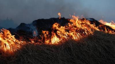 Спасатели за сутки потушили в Воронежской области 179 ландшафтных пожаров