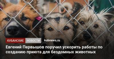 Евгений Первышов поручил ускорить работы по созданию приюта для бездомных животных