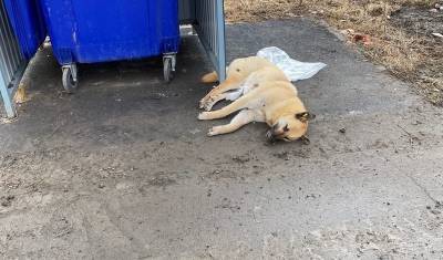 В Тюмени неизвестные застрелили бездомную собаку и выкинули на помойку