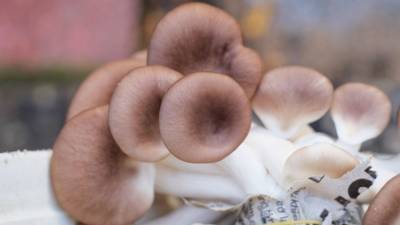 Тайваньские ученые объяснили, как хищные грибы отравляют свою добычу