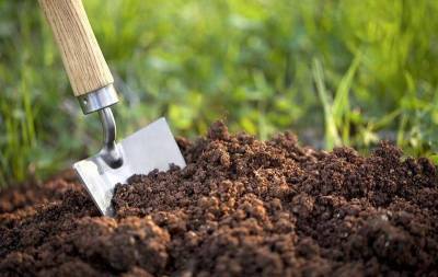 Как определить кислотность почвы в домашних условиях? Самый простой способ