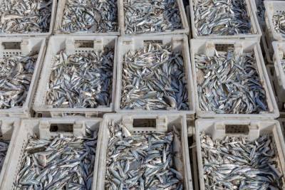 Объем добычи рыбы в Дагестане с начала года вырос более чем втрое