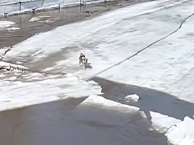 В Аше подростки спасли собаку, застрявшую на льдине