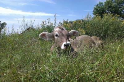 В Тамбовской области выявлены вспышки опасного заболевания крупного рогата скота