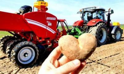 В Україну завезли новий ранній сорт картоплі