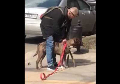 В центре Одессы бойцовский пес сорвался с привязи и совершил нападение, видео: "Хозяин пошел в магазин"