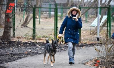 Мэрию Новосибирска обязали найти места для выгула собак
