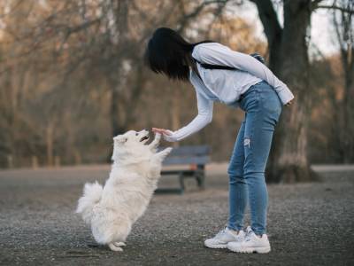 Могут ли собаки ревновать хозяев: ученые дали интересный ответ – видео
