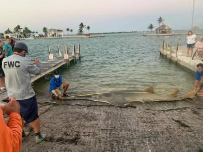 Самую крупную в мире рыбу-пилу выбросило на берег во Флориде
