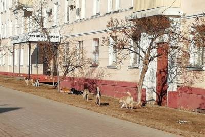 Стаи бродячих собак атаковали одну из центральных улиц Тамбова