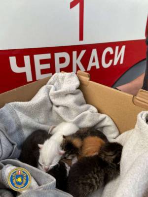 Спасатели ДСНС спасли на пожаре целый пакет крошечных котят, выброшенных в поле