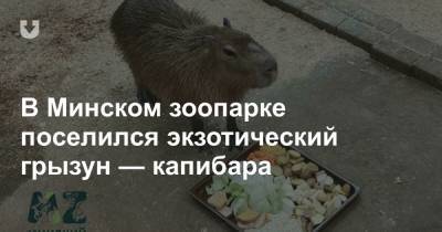В Минском зоопарке поселился экзотический грызун — капибара