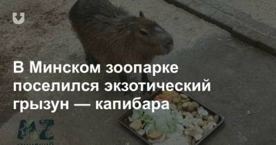 В Минском зоопарке поселился экзотический грызун капибара