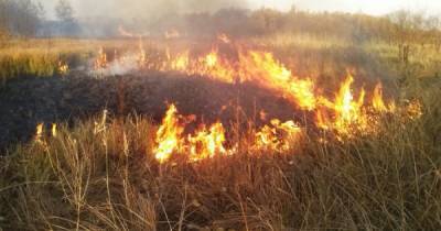 В Луганской области возобновились лесные пожары (ВИДЕО)