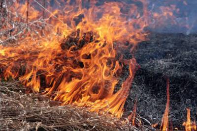 На Луганщине снова все запылало: горит сухостой – видео