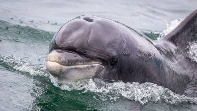 Ирландцы нашли дельфина Фунги, в пропаже которого обвиняли Путина