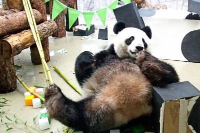 Ракету из бамбука построили для панды Жуи в Московском зоопарке