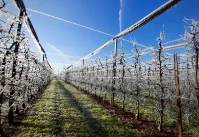 Непредвиденные холода нанесли сильный удар по урожаю овощей и фруктов в Италии