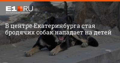 В центре Екатеринбурга стая бродячих собак нападает на детей