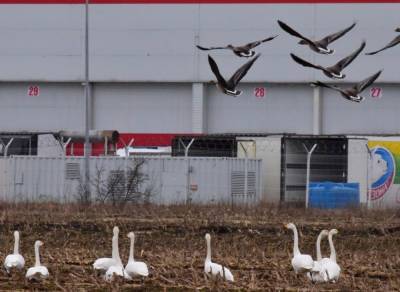 В Тосненском районе к стае отдыхающих лебедей подсели несколько диких гусей — фото