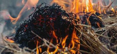 На Луганщине неизвестные снова поджигают лес
