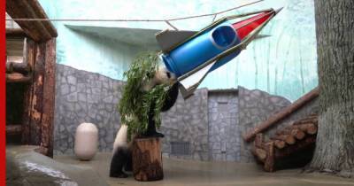 Для панды в Московском зоопарке построили ракету ко Дню космонавтики: видео