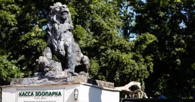 Кассы и терминал по продаже билетов: в Калининградском зоопарке обещали решить проблему с очередями
