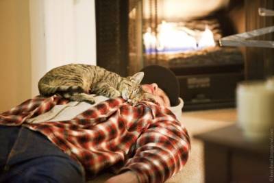 Почему кот ложится спать на вас: интересное объяснение - 24tv.ua