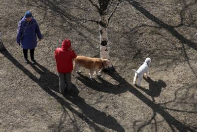 Петербургских собаководов могут начать штрафовать за лай и вой питомцев