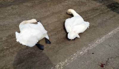 В Тюменской области около водоема погибли двое лебедей
