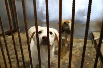 В Астраханской области открылся ещë один приют для собак