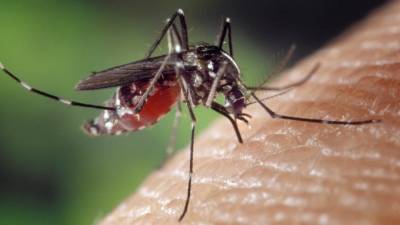 Аллерголог рассказал, кому стоит опасаться укусов комаров