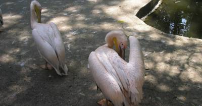 В зоопарк Питера отправят двух розовых пеликанов, выращенных в Калининграде