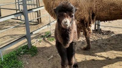 В Одесском зоопарке родился верблюжонок: милые фото