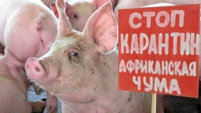 Африканскую чуму свиней (АЧС) всё чаще обнаруживают в готовой пищевой продукции