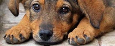 Жители Брянска пожаловались на жестокие убийства собак