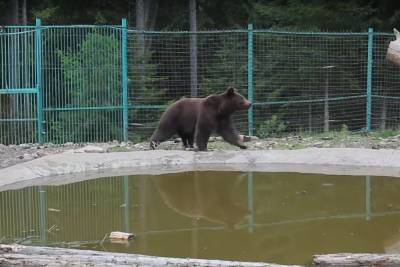 Госэкоинспекция изъяла медведя Юру из ненадлежащих условий содержания и отправила на реабилитацию