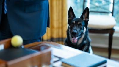 Покусавшая двух сотрудников Белого дома собака Байдена отправится на перевоспитание