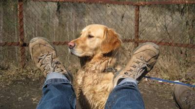 Всё еще считаете собак грязными животными? Настало время удивляться - skuke.net